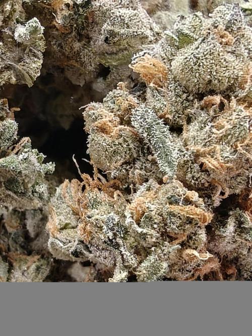 Triple Cheese 2026. Week 9