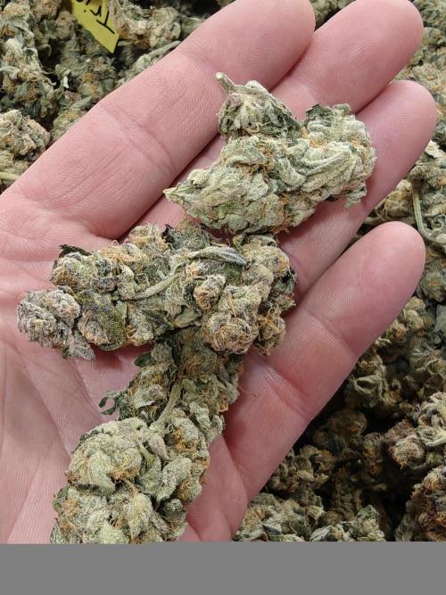 Triple Cheese 2026. Week 9