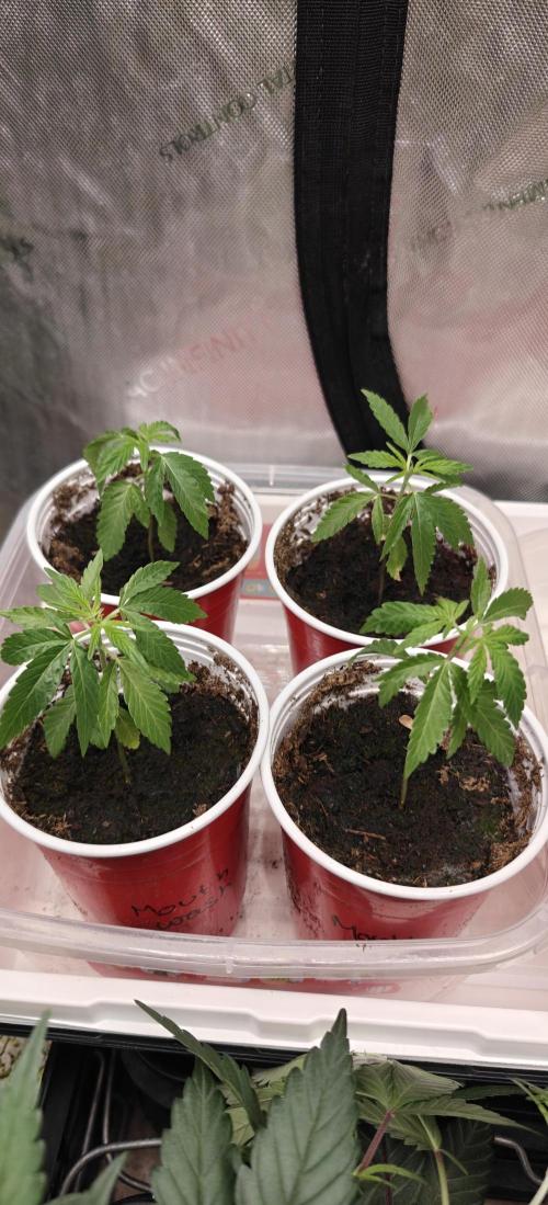 Mouth Wash Seed grow from Humboldt Seeds. Week 2