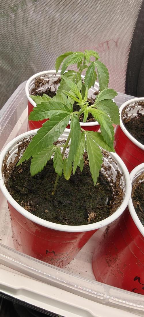 Mouth Wash Seed grow from Humboldt Seeds. Week 2