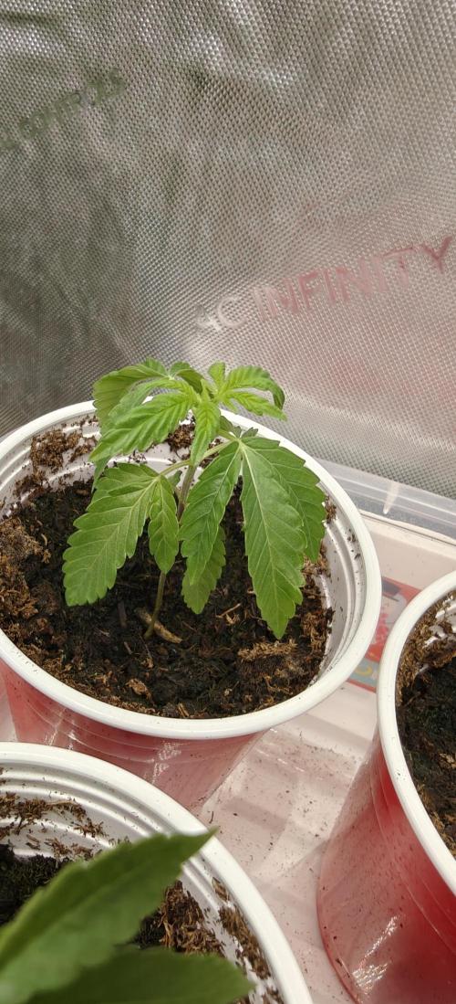 Mouth Wash Seed grow from Humboldt Seeds. Week 2