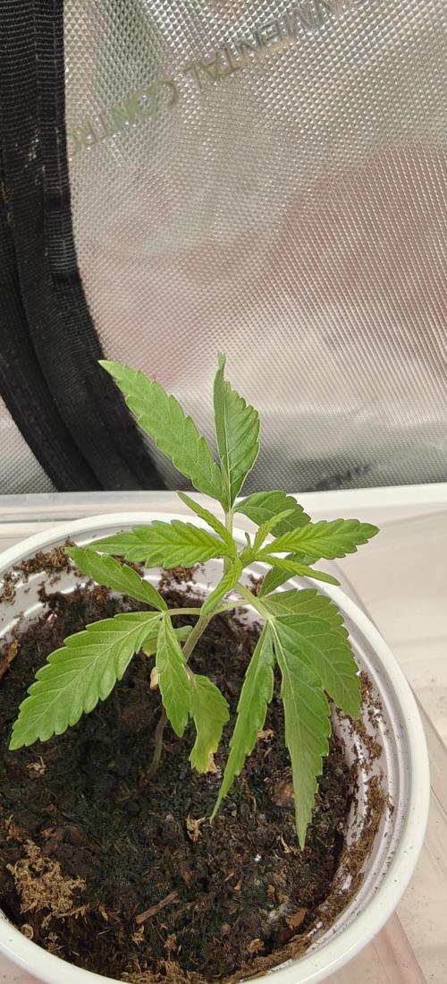 Mouth Wash Seed grow from Humboldt Seeds. Week 2