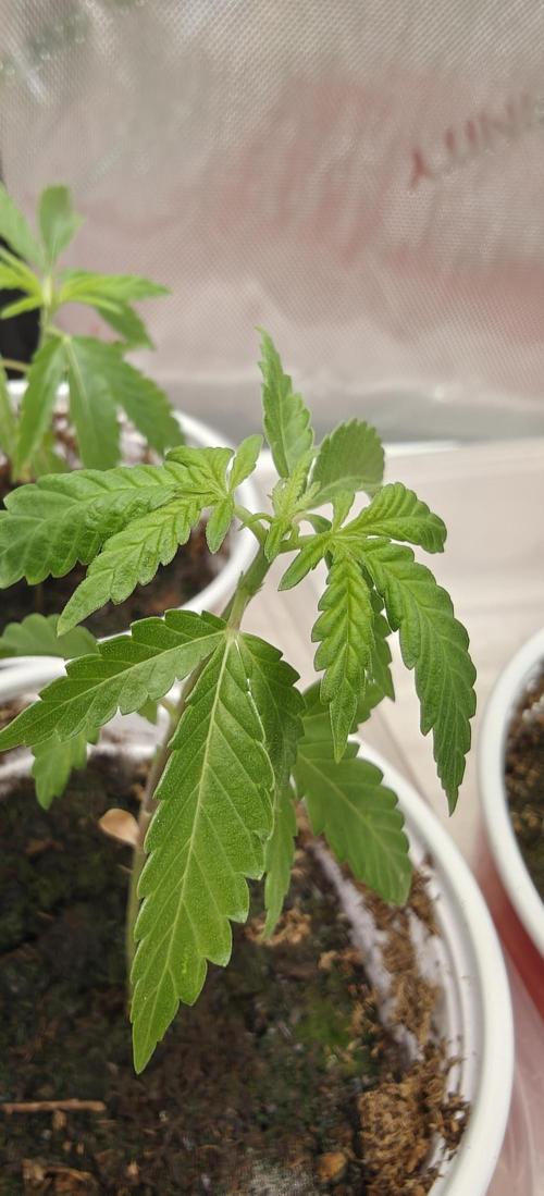 Mouth Wash Seed grow from Humboldt Seeds. Week 2