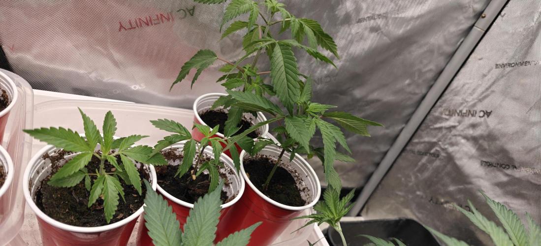 Exodus Cheese Seed Grow Out. Week 2