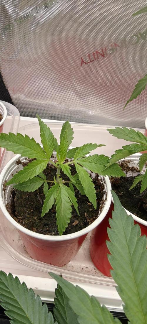 Exodus Cheese Seed Grow Out. Week 2