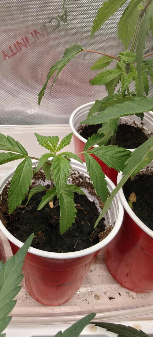 Exodus Cheese Seed Grow Out. Week 2