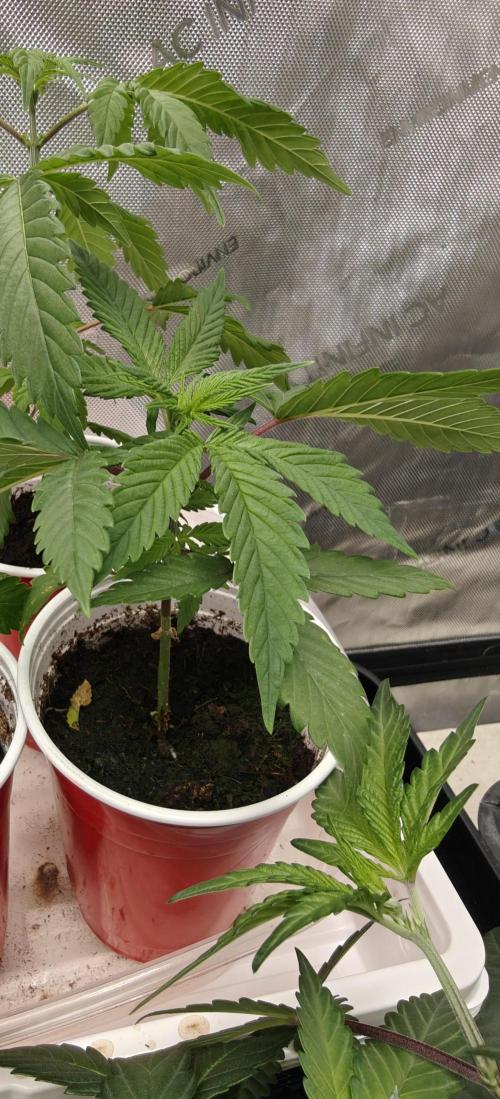 Exodus Cheese Seed Grow Out. Week 2