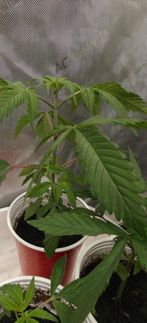 Exodus Cheese Seed Grow Out. Week 2