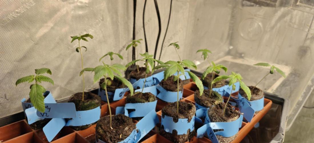 Where's My Bike V2 - Karma Genetics. Week 1