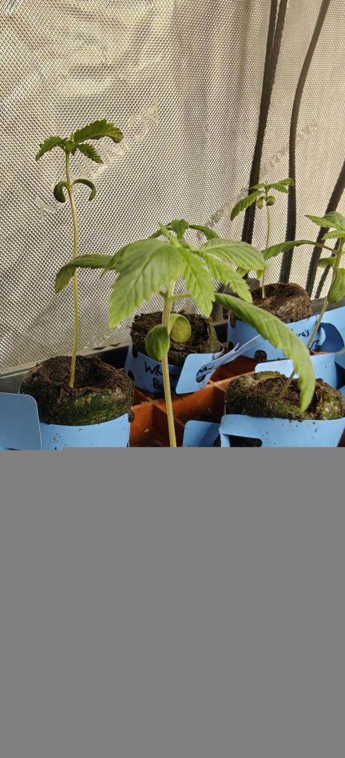 Where's My Bike V2 - Karma Genetics. Week 1