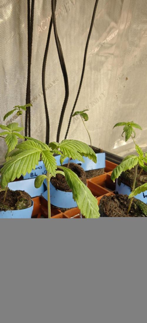 Where's My Bike V2 - Karma Genetics. Week 1