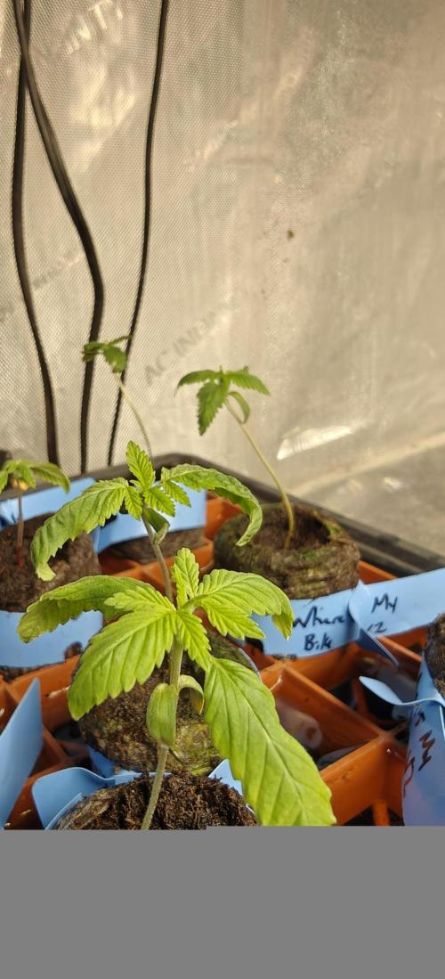 Where's My Bike V2 - Karma Genetics. Week 1