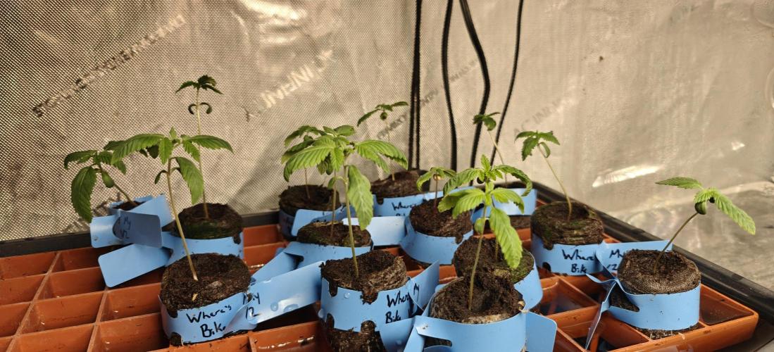 Where's My Bike V2 - Karma Genetics. Week 1