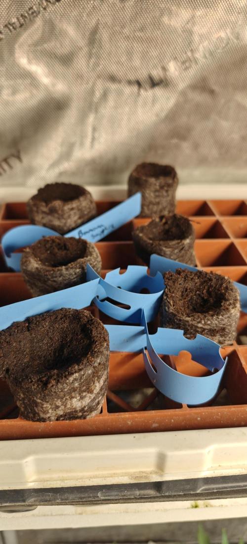 Banana Sapphire - Humboldt Seeds Org. Week 0