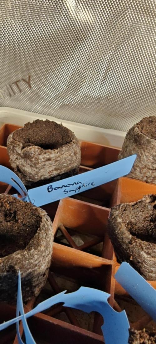 Banana Sapphire - Humboldt Seeds Org. Week 0