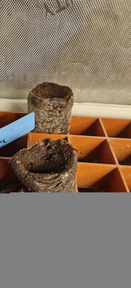 Banana Sapphire - Humboldt Seeds Org. Week 0