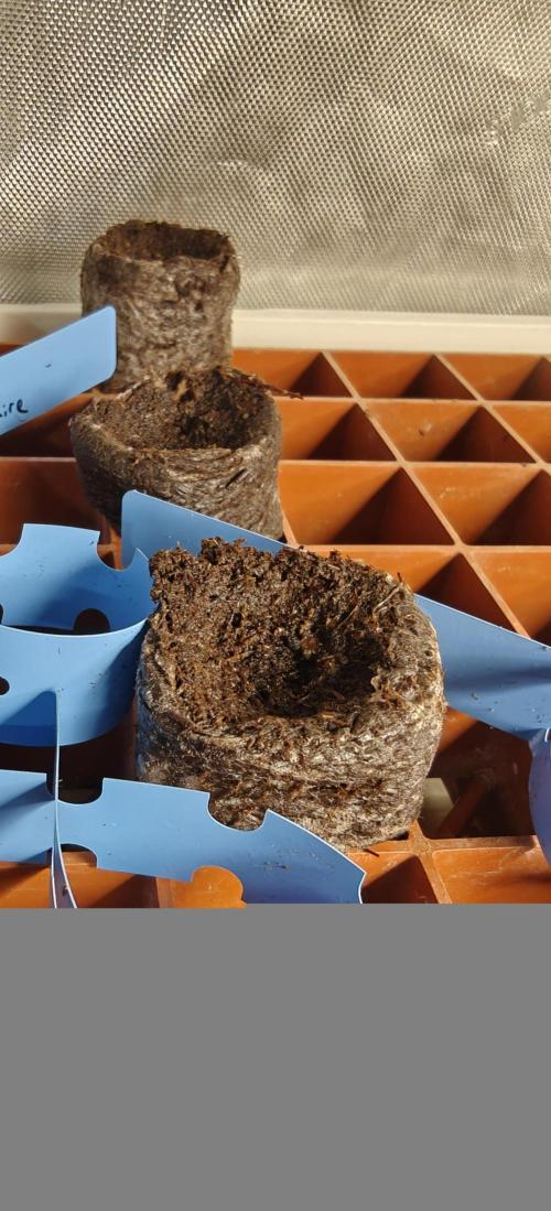 Banana Sapphire - Humboldt Seeds Org. Week 0