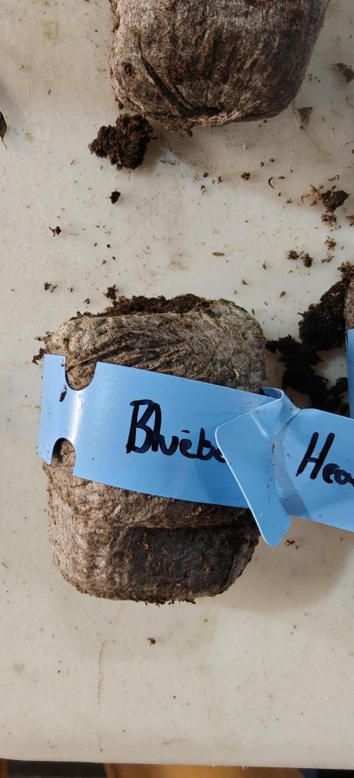 Blueberry Headband - HSO. Week 0