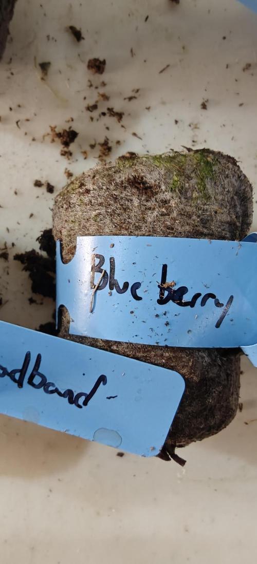 Blueberry Headband - HSO. Week 0