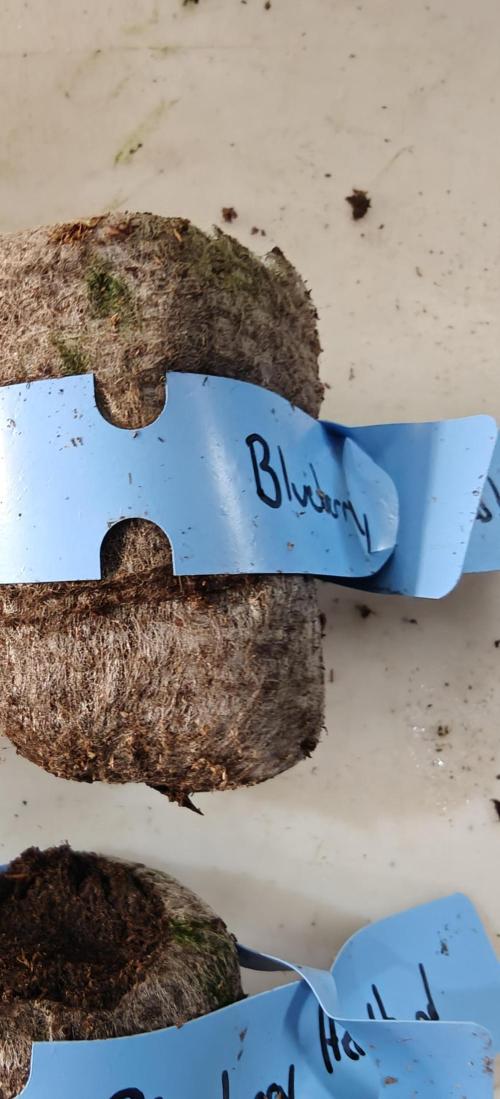 Blueberry Headband - HSO. Week 0