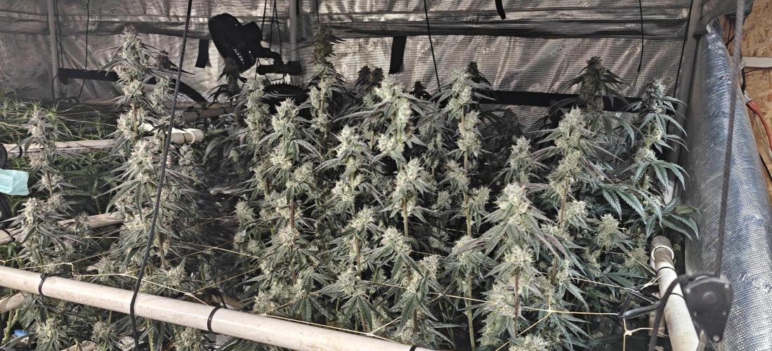 Lava Cake. Week 11