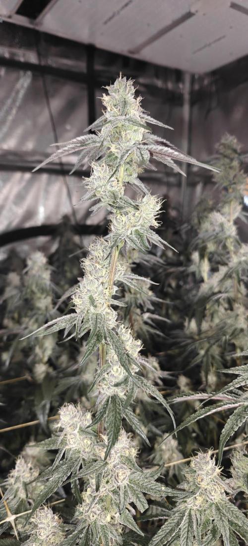 Lava Cake. Week 11