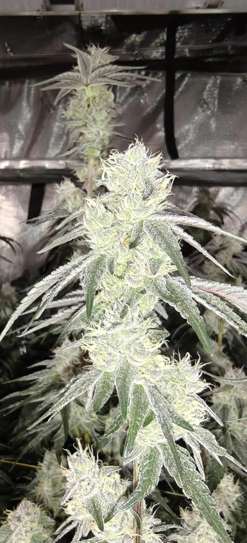 Lava Cake. Week 11