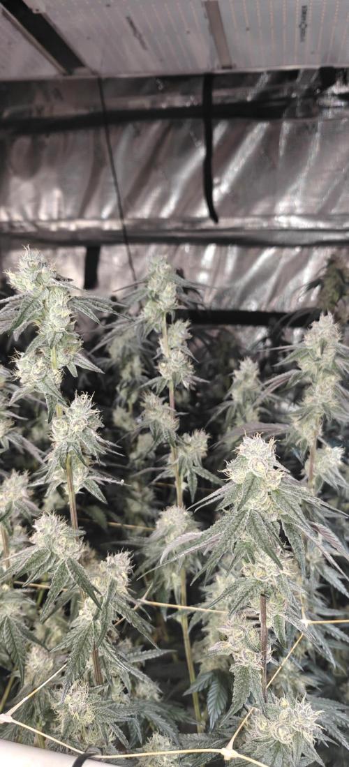 Lava Cake. Week 11