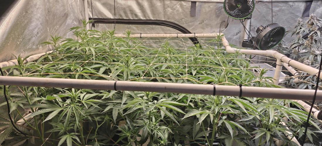 Tiger Cake Clone. Week 3 - Just befoee defoliation 