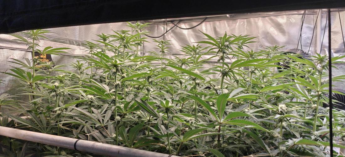 Tiger Cake Clone. Week 4