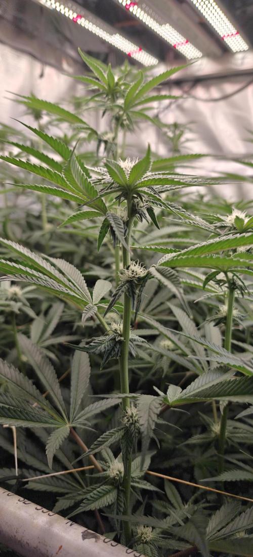 Tiger Cake Clone. Week 4