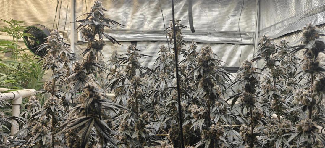 Lava Cake. Week 12
