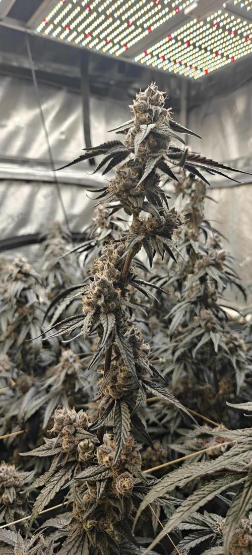 Lava Cake. Week 12