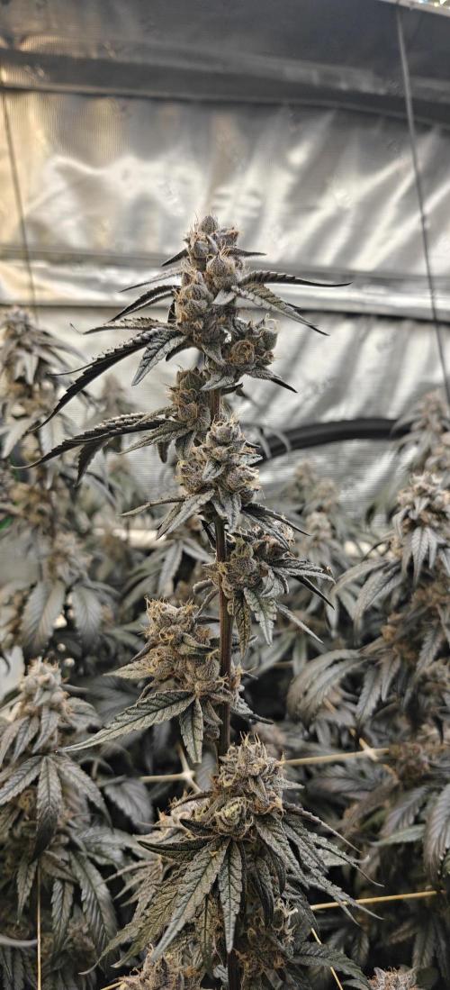 Lava Cake. Week 12