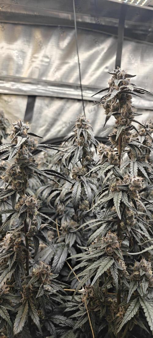 Lava Cake. Week 12