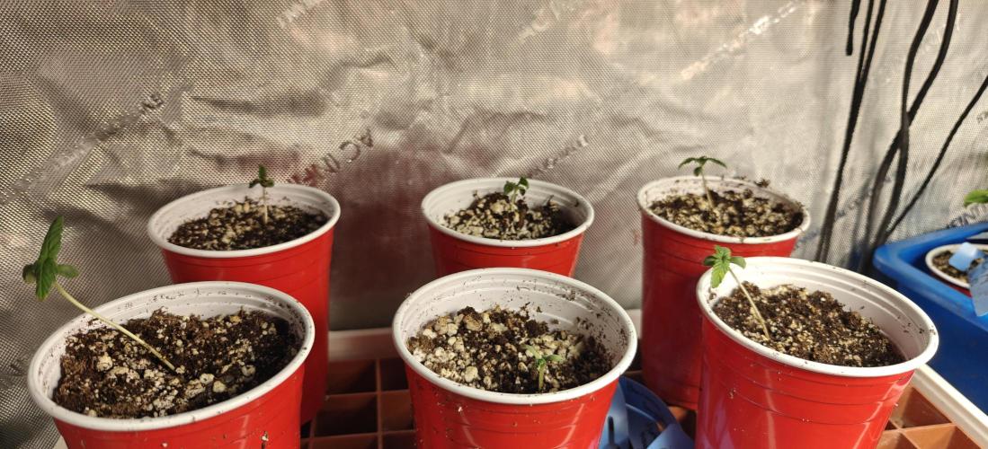 Banana Sapphire - Humboldt Seeds Org. Week 1