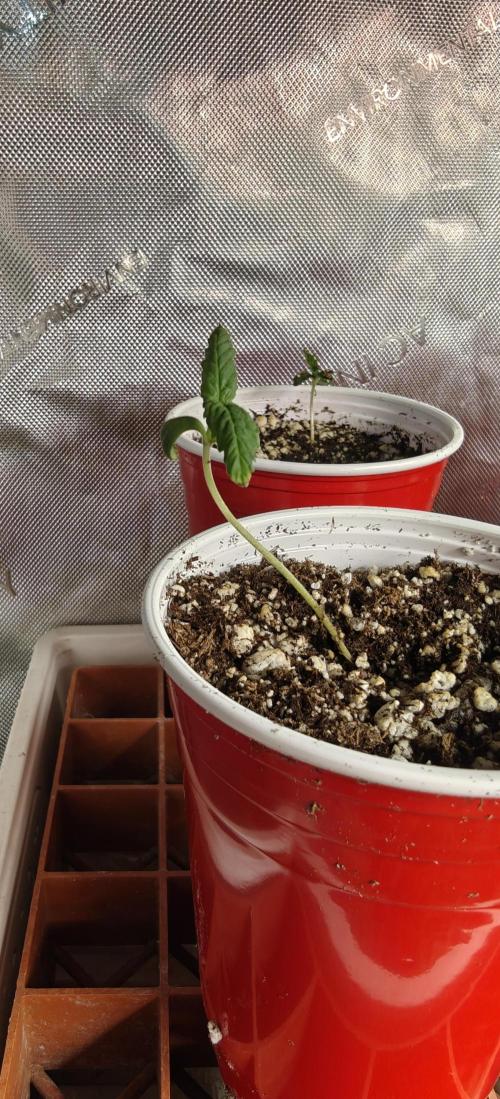 Banana Sapphire - Humboldt Seeds Org. Week 1
