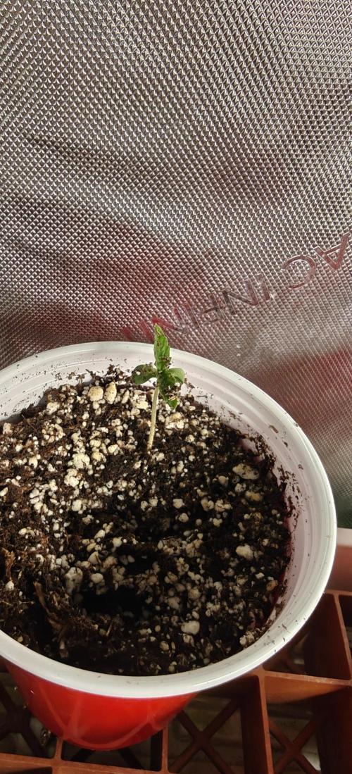 Banana Sapphire - Humboldt Seeds Org. Week 1