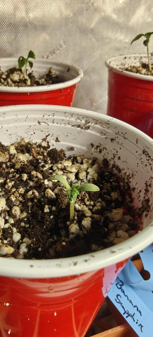 Banana Sapphire - Humboldt Seeds Org. Week 1