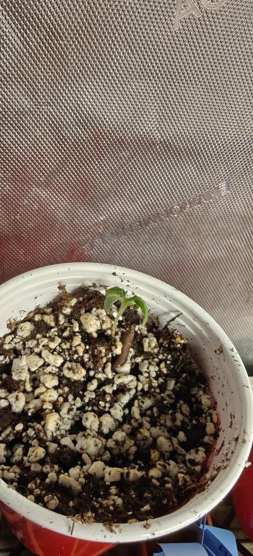 Banana Sapphire - Humboldt Seeds Org. Week 1
