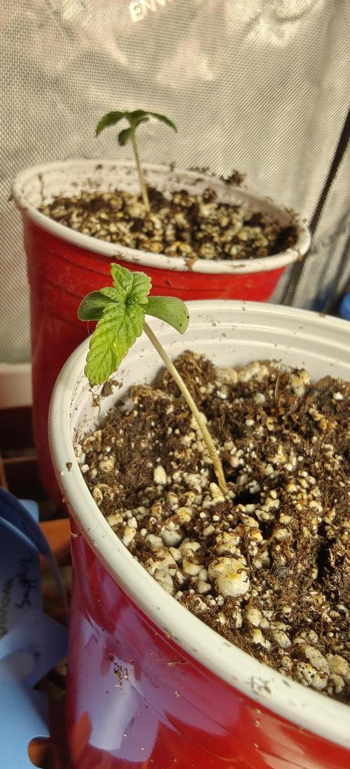 Banana Sapphire - Humboldt Seeds Org. Week 1
