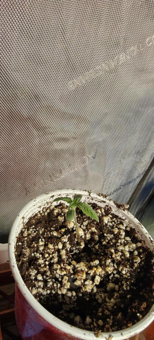 Banana Sapphire - Humboldt Seeds Org. Week 1
