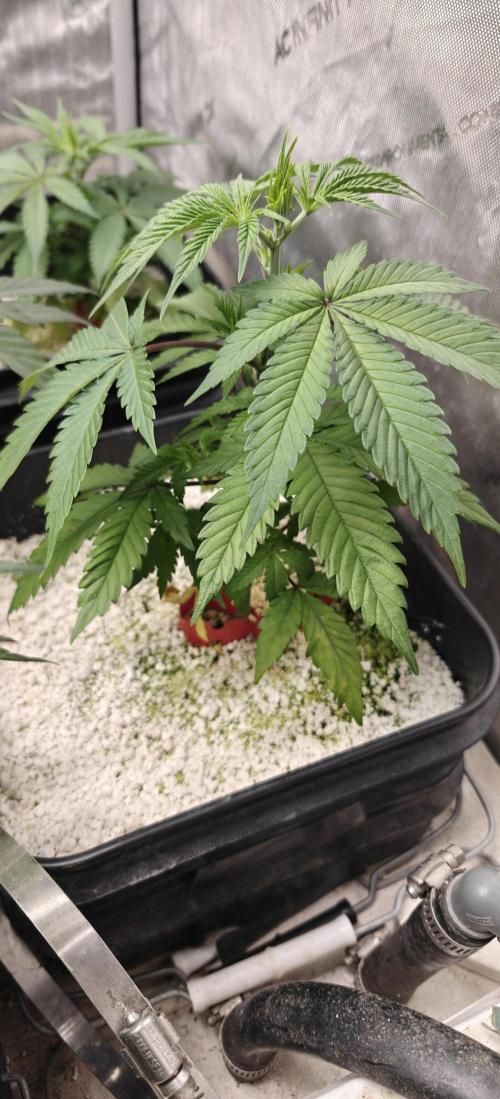 Exodus Cheese Seed Grow Out. Week 3