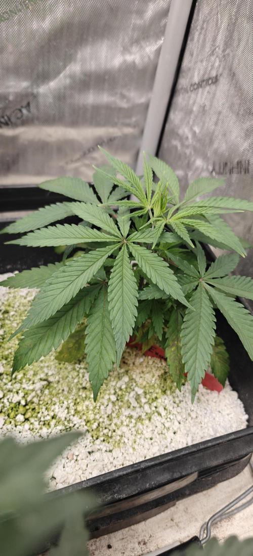 Exodus Cheese Seed Grow Out. Week 3