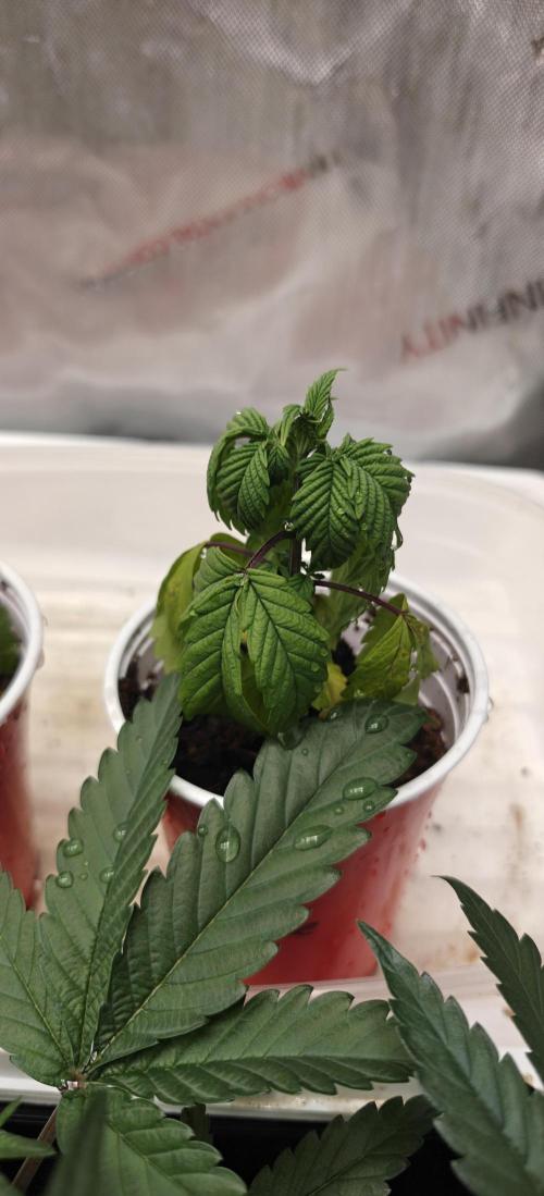 Exodus Cheese Seed Grow Out. Week 3