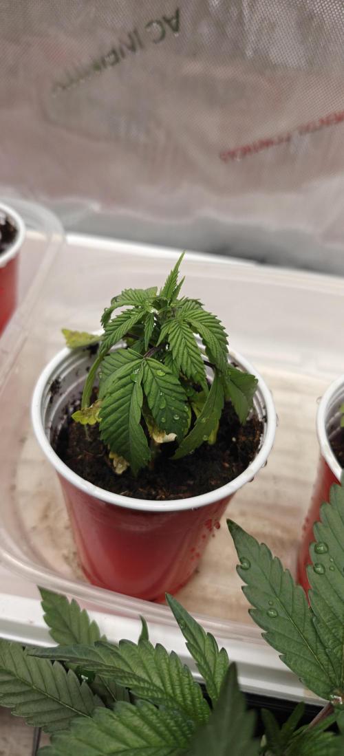 Exodus Cheese. Week 3