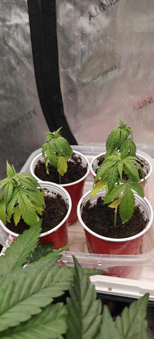 Mouth Wash Seed grow from Humboldt Seeds. Week 3