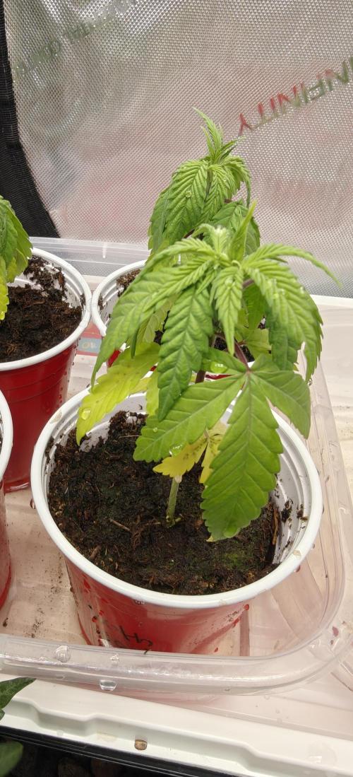 Mouth Wash Seed grow from Humboldt Seeds. Week 3