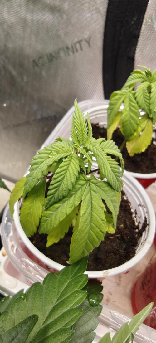 Mouth Wash Seed grow from Humboldt Seeds. Week 3