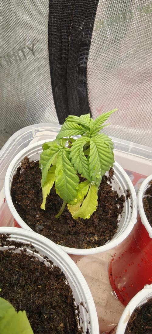 Mouth Wash Seed grow from Humboldt Seeds. Week 3